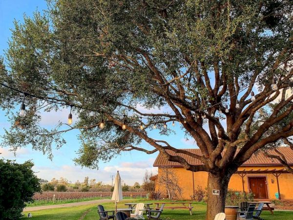 The image shows a large tree with hanging lights, surrounded by lawn chairs and tables on a grassy area, next to a building with a tiled roof.