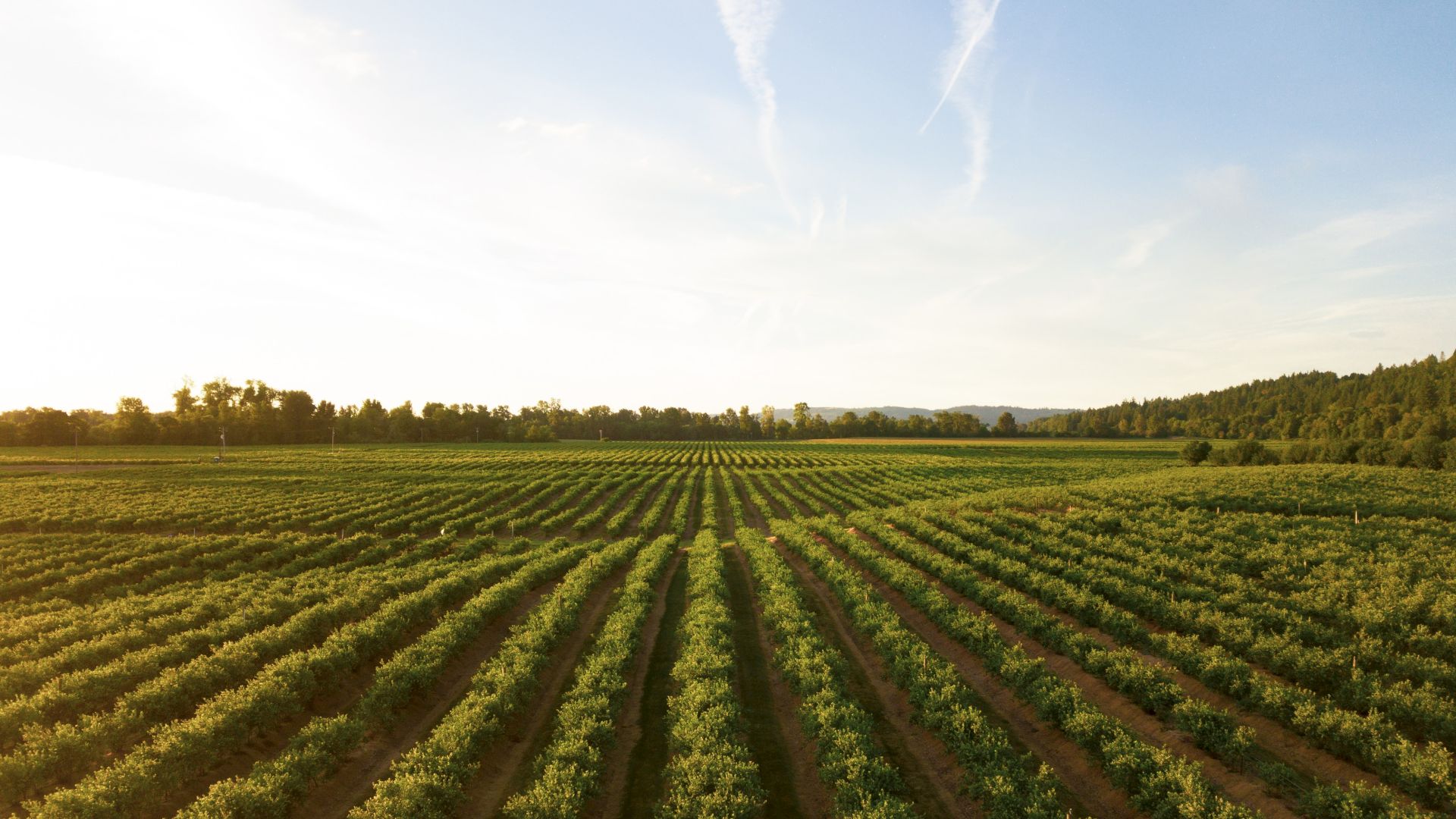 The image shows a vast agricultural field with neatly lined rows of crops under a clear blue sky, surrounded by trees and distant hills.
